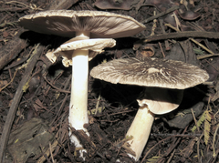 Agaricus endoxanthus