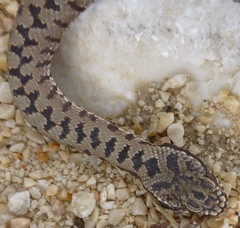 Vipera berus bosniensis