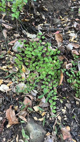 iNaturalist observation photo of California Maidenhair Fern