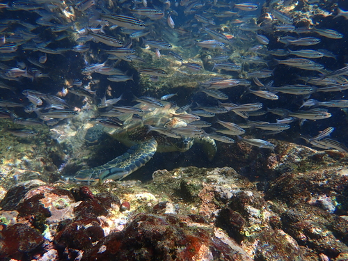 Galapagos-zalmbaars (Xenocys jessiae) — Haemulidae — 3