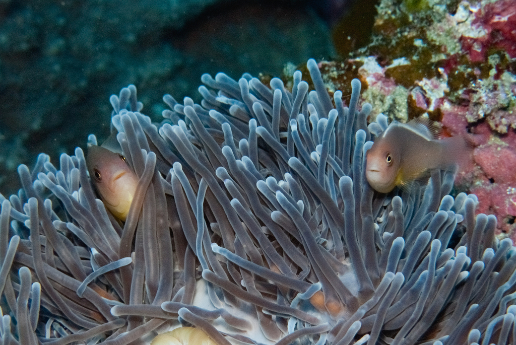 Skunk clownfish