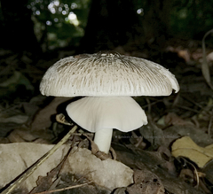 Agaricus endoxanthus