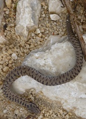 Vipera berus bosniensis