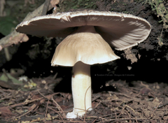 Agaricus endoxanthus