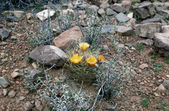 Lobivia pugionacantha haemantha