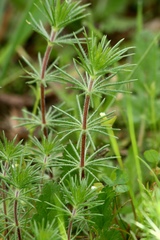 Leptosiphon ciliatus