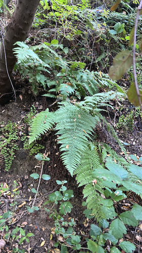 iNaturalist observation photo of coastal woodfern