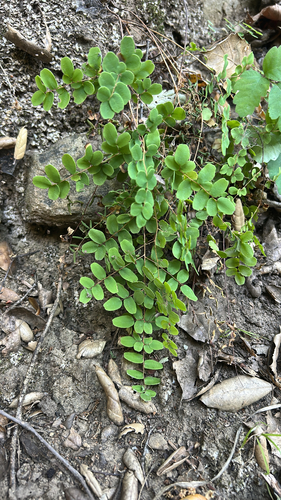 iNaturalist observation photo of Coffee Fern