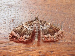 Lampropteryx suffumata