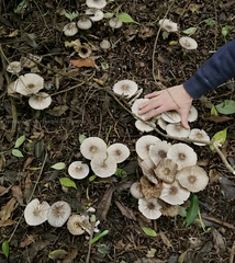 Agaricus endoxanthus