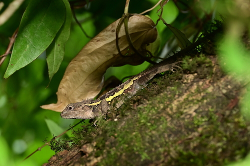 Shaanxi Mountain Agama