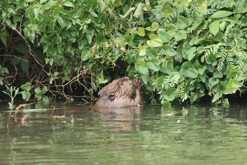 animal observation 2