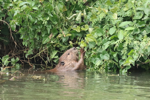 animal observation 5