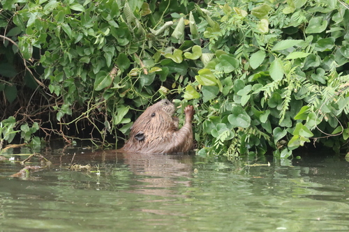 animal observation 6
