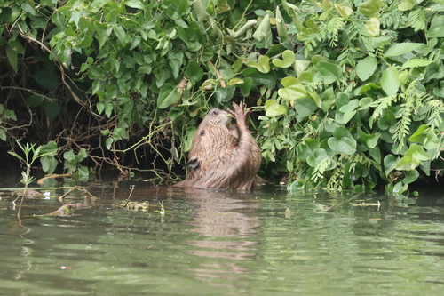 animal observation 7