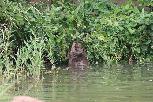 animal observation 8