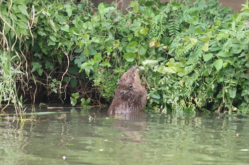 animal observation 9