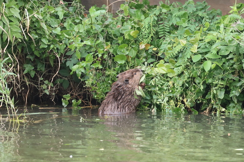 animal observation 10