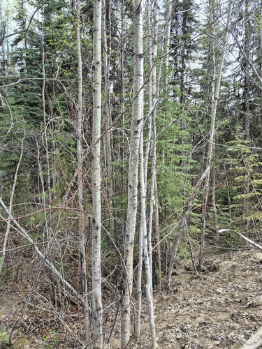 quaking aspen