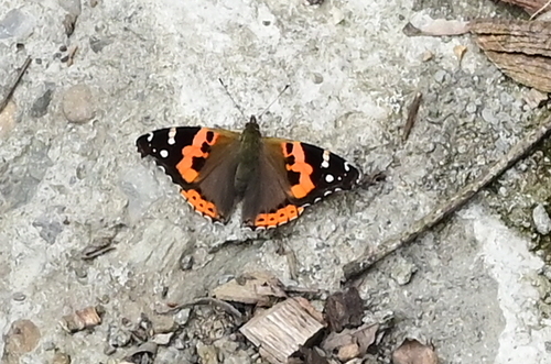 Indian Red Admiral