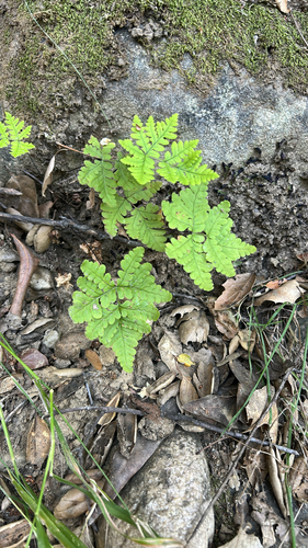 iNaturalist observation photo of goldback fern
