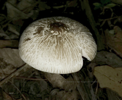 Agaricus endoxanthus