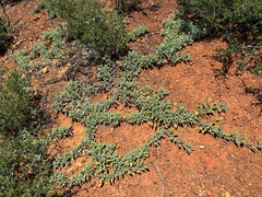 Salvia sonomensis, photograph (c) Kyle Elshoff, some rights reserved (CC BY)