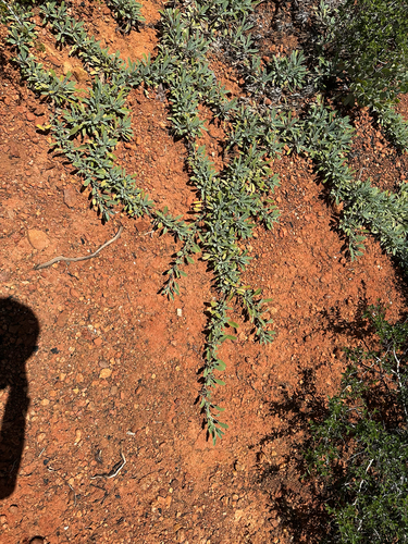 Salvia sonomensis, photograph 6