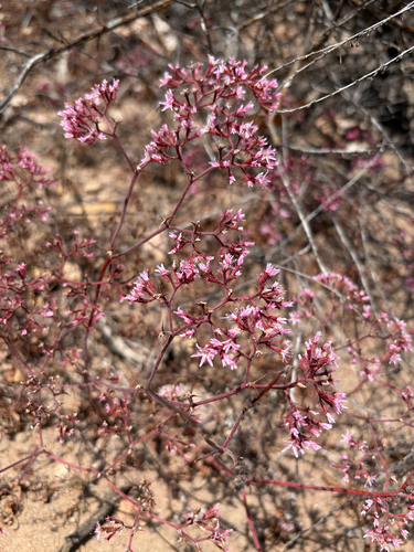 Chorizanthe fimbriata, photograph 4