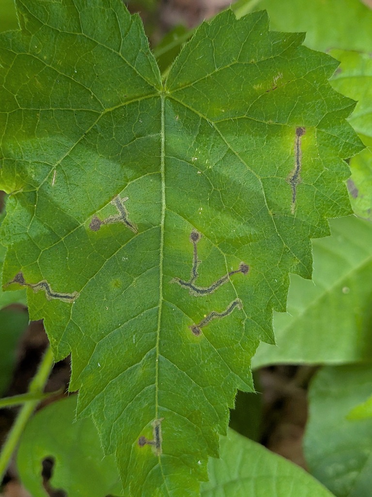 Cyphacma tragiae