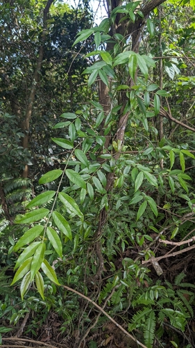 Coptosapelta diffusa, photograph 6