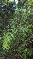 Coptosapelta diffusa, photograph (c) 許文俊, some rights reserved (CC BY-SA)