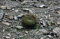 Lobivia pugionacantha haemantha