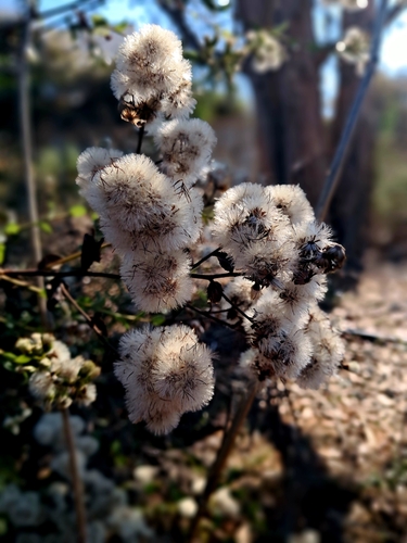 Baccharis racemosa, photograph 4