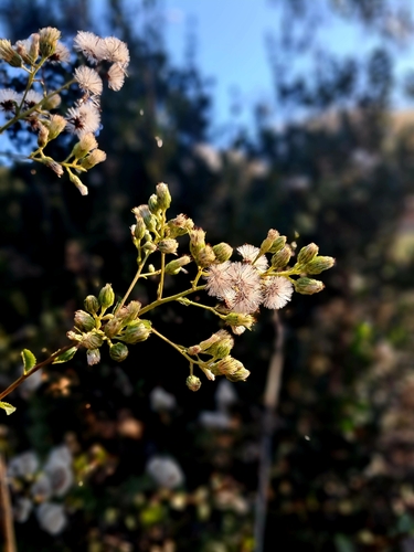 Baccharis racemosa, photograph 5