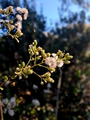 (c) Álvaro Ibaceta R., some rights reserved (CC BY) Baccharis racemosa, photograph (c) Álvaro Ibaceta R., some rights reserved (CC BY)