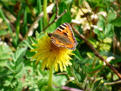 Aglais urticae