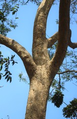 Albizia procera