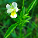 Viola arvensis arvensis - Photo (c) frahome, some rights reserved (CC BY-NC), uploaded by frahome