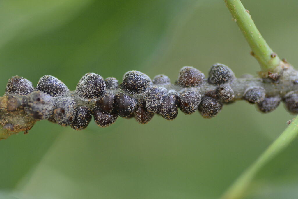 Oak Lecanium Scale