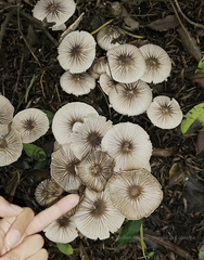 Agaricus endoxanthus
