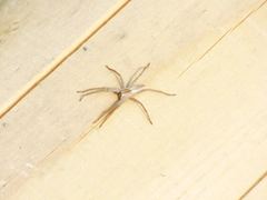 Pisaura mirabilis