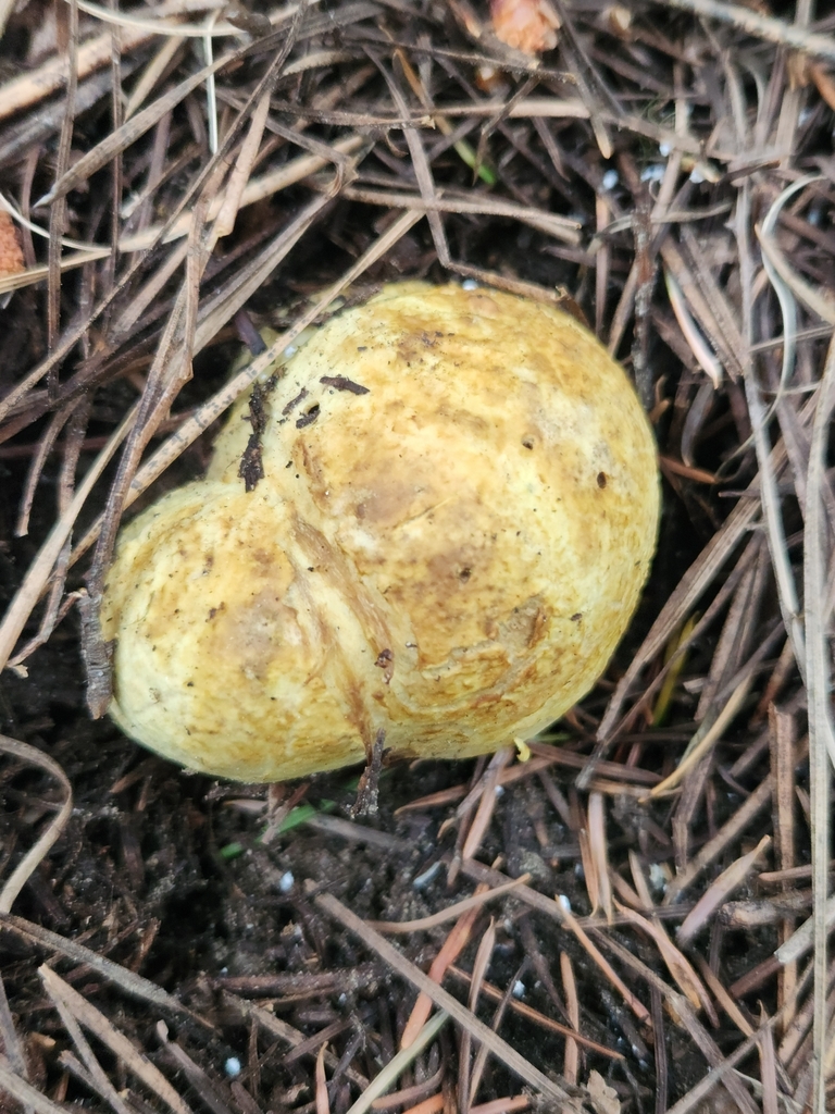 Truncocolumella citrina · May 2026 · photo: Photo: (c) Alex Reitan, some rights reserved (CC BY) · iNaturalist