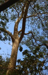 Albizia procera