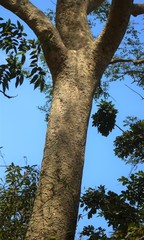 Albizia procera