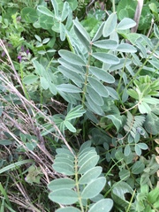 Onobrychis viciifolia