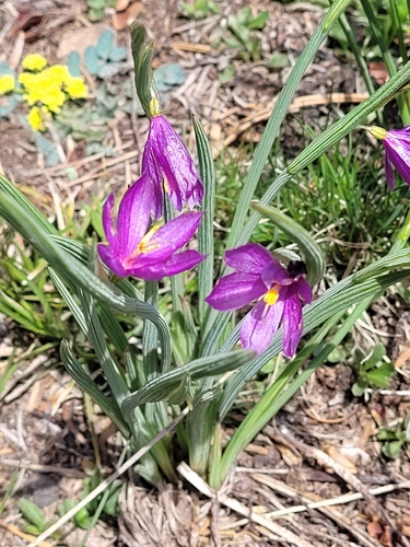 Olsynium douglasii observed 2026-05-18