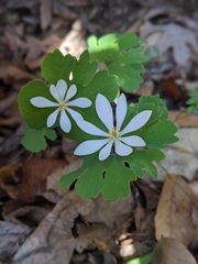 Sanguinaria canadensis
