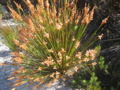 Elegia spathacea