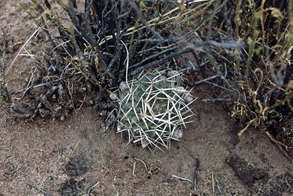 Lobivia pugionacantha